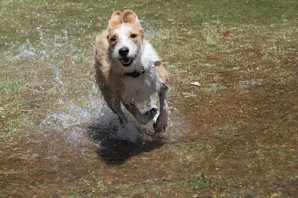 how long a dog can go without water