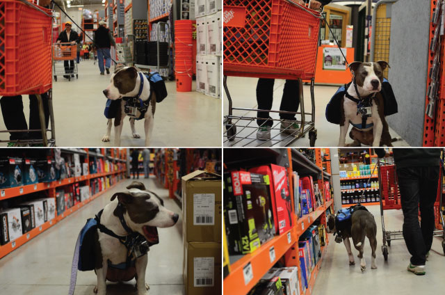 are dogs allowed in home depot