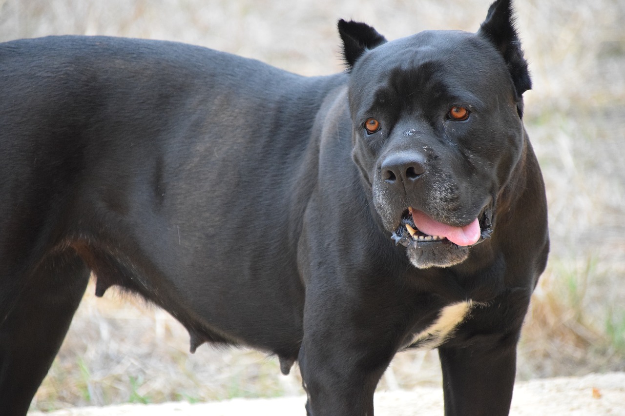 how much is a cane corso dog