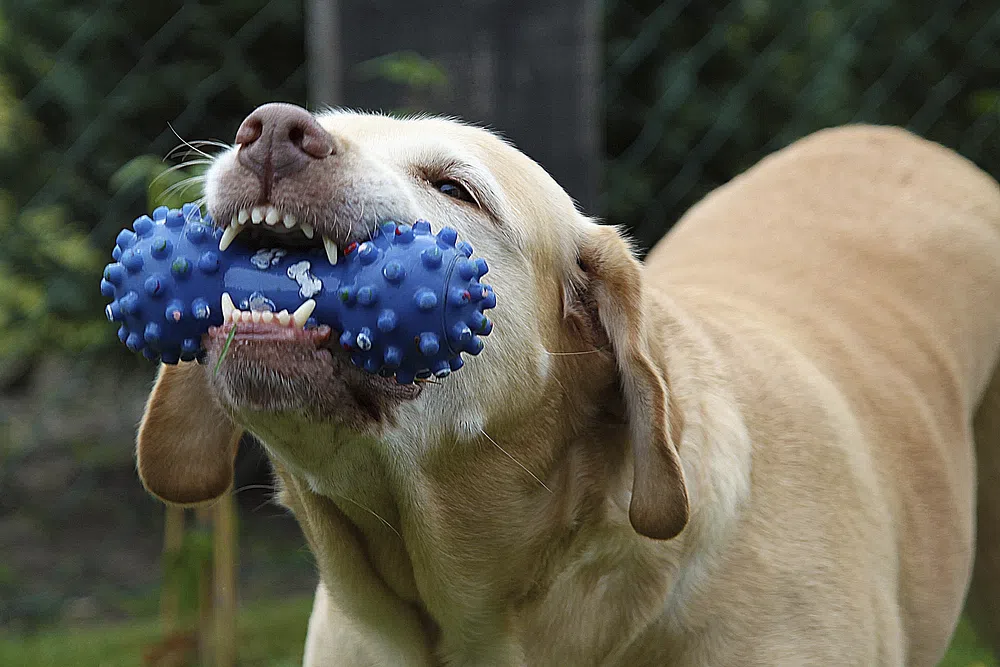 why do dogs shake their toys