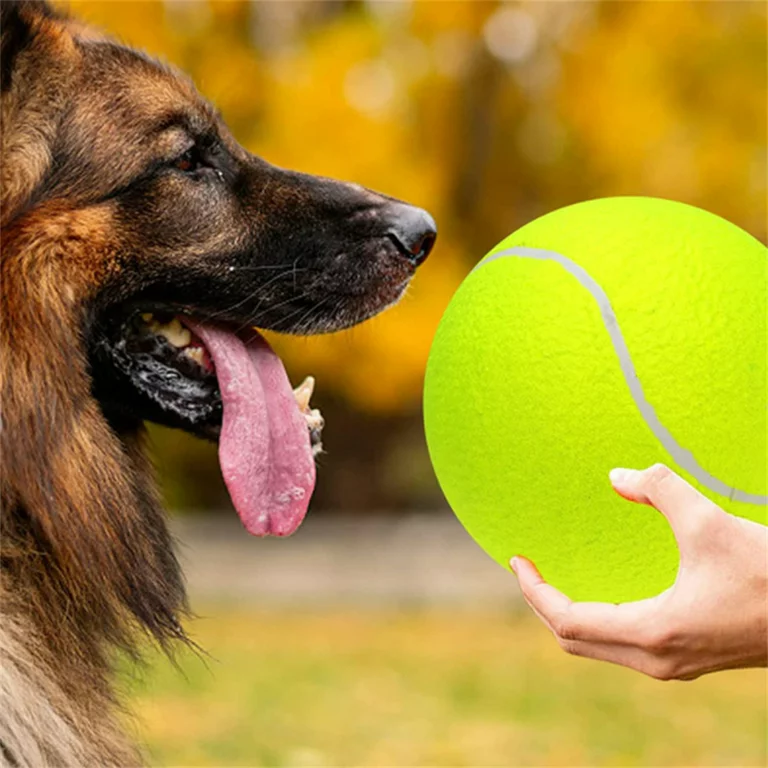 why do dogs love tennis balls