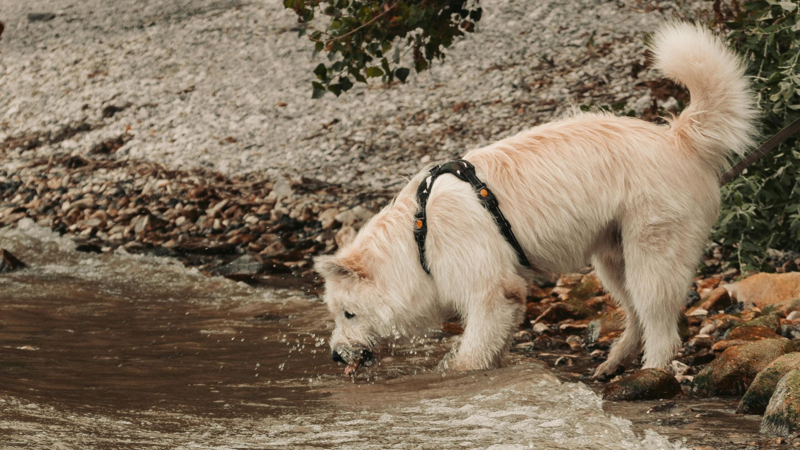 how long can dogs go without water