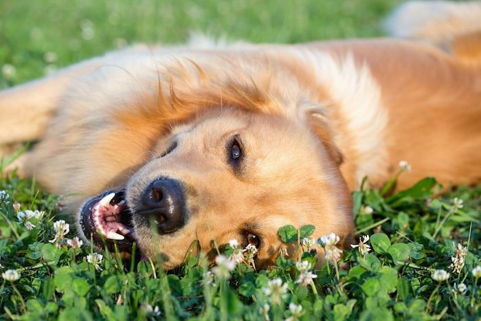 best dog food for allergies