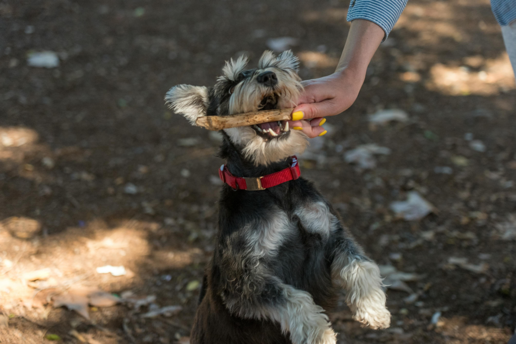 how to make bone broth for dogs