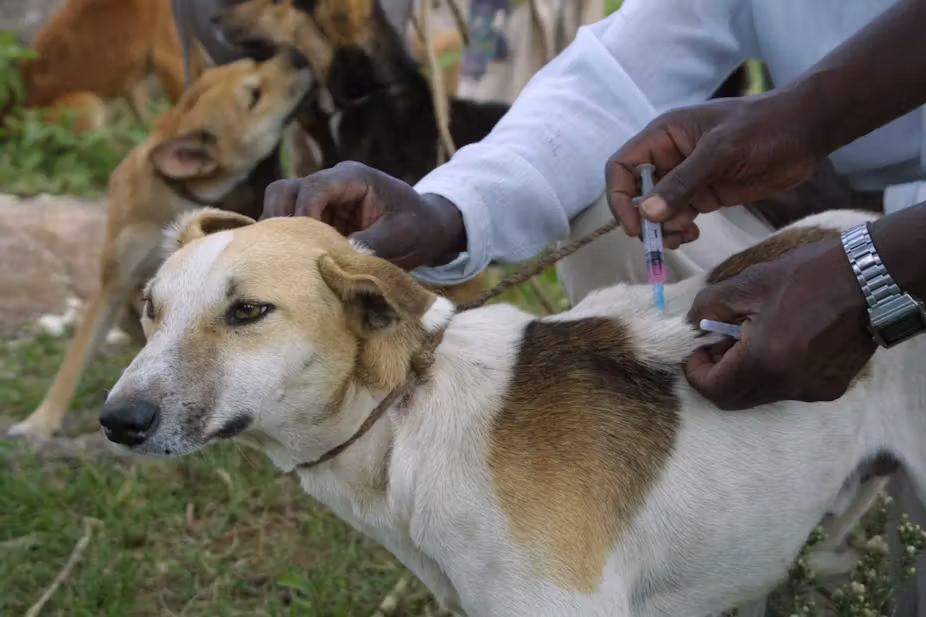 how to tell if a dog has rabies