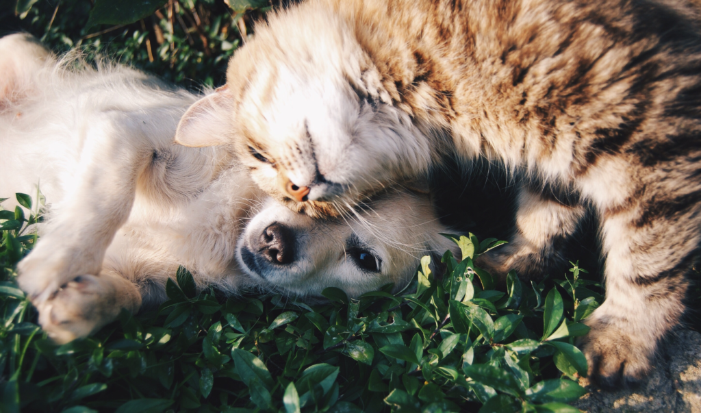 why dogs are better than cats