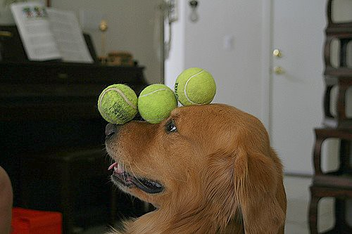 why do dogs love tennis balls