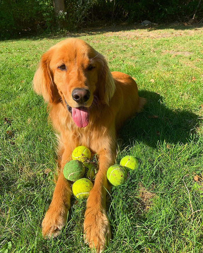 why do dogs love tennis balls