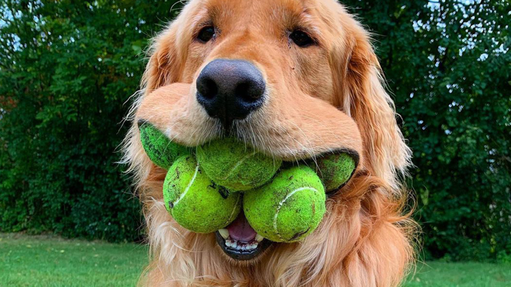 why do dogs love tennis balls