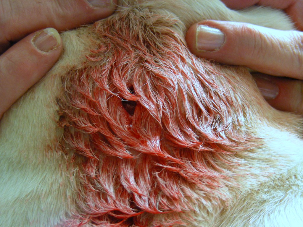 how to disinfect dog wound