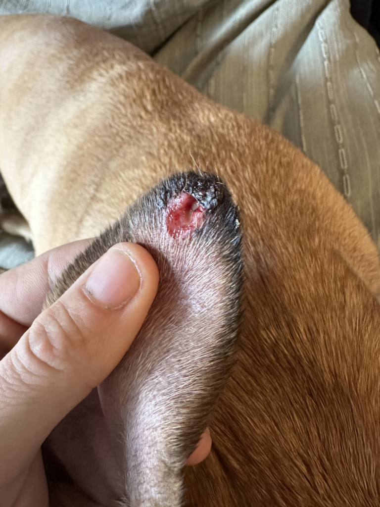 how to disinfect dog wound