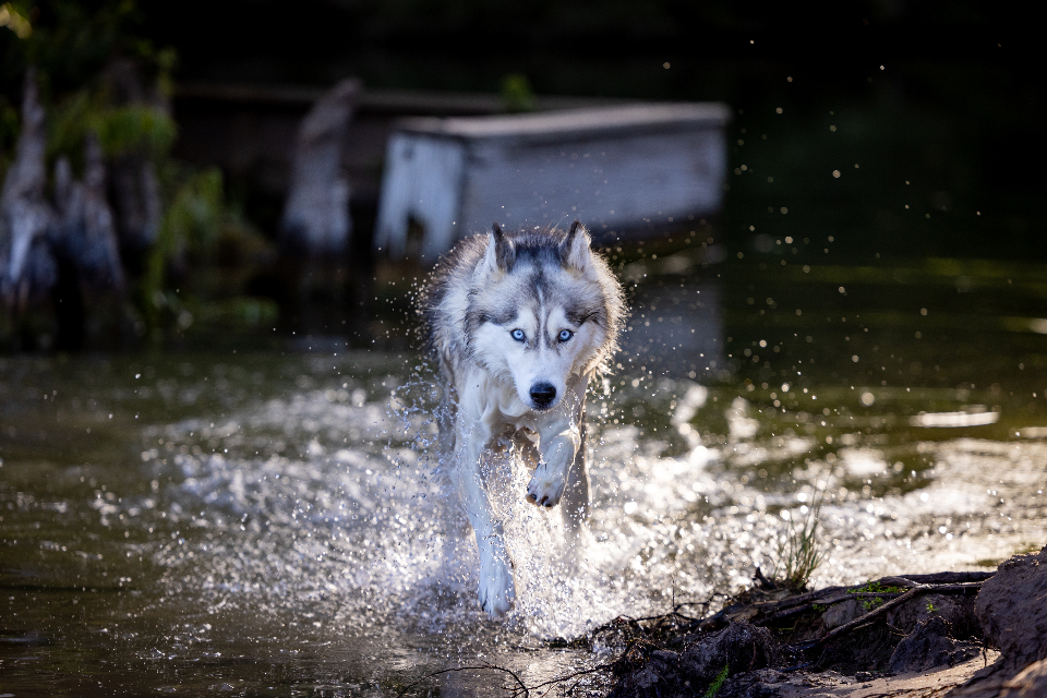 how long a dog can go without water