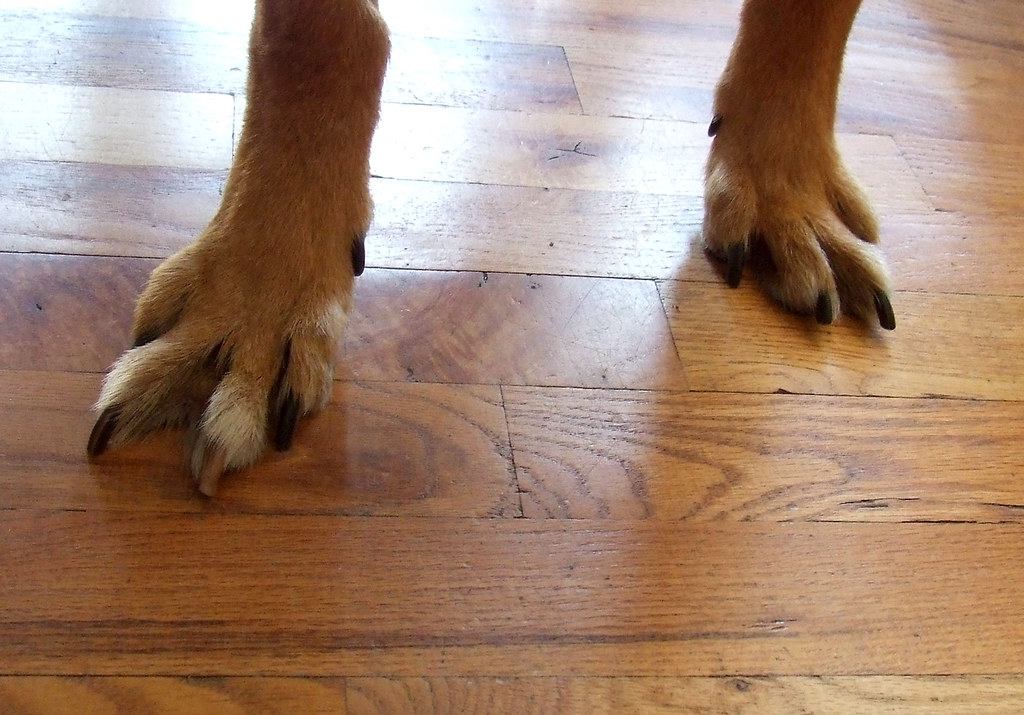 how many toes does a dog have