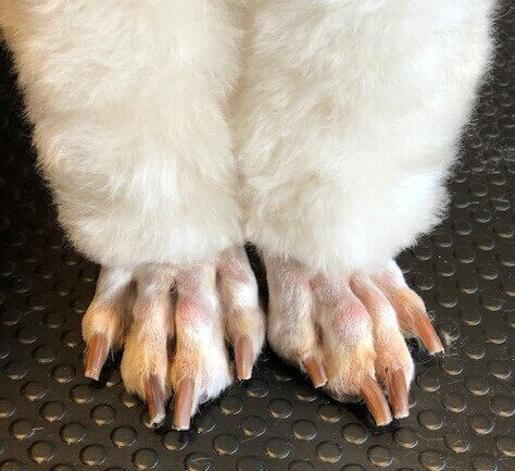 how many toes does a dog have