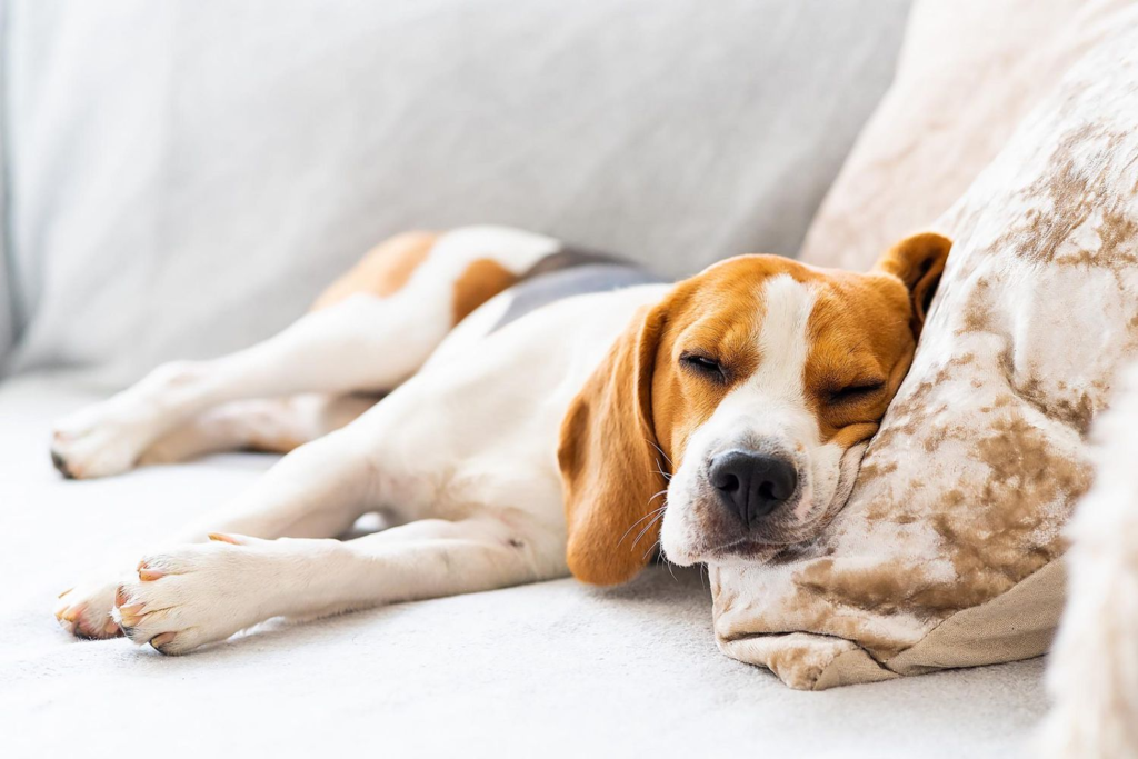 How to comfort a dog with a fever